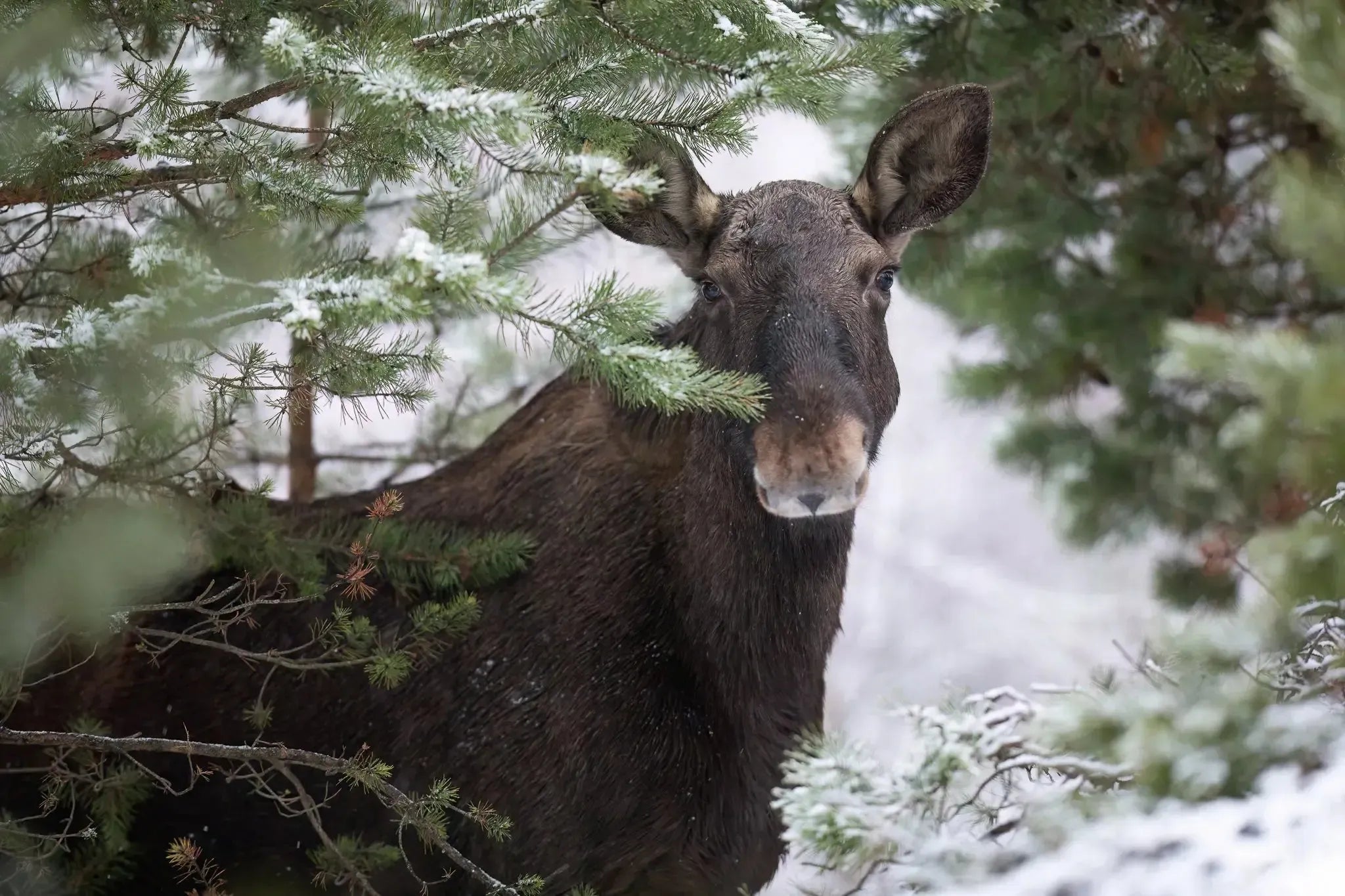Hirvi -joulukortti-Joulukortit-Suomen luonnonsuojeluliiton Luontokauppa