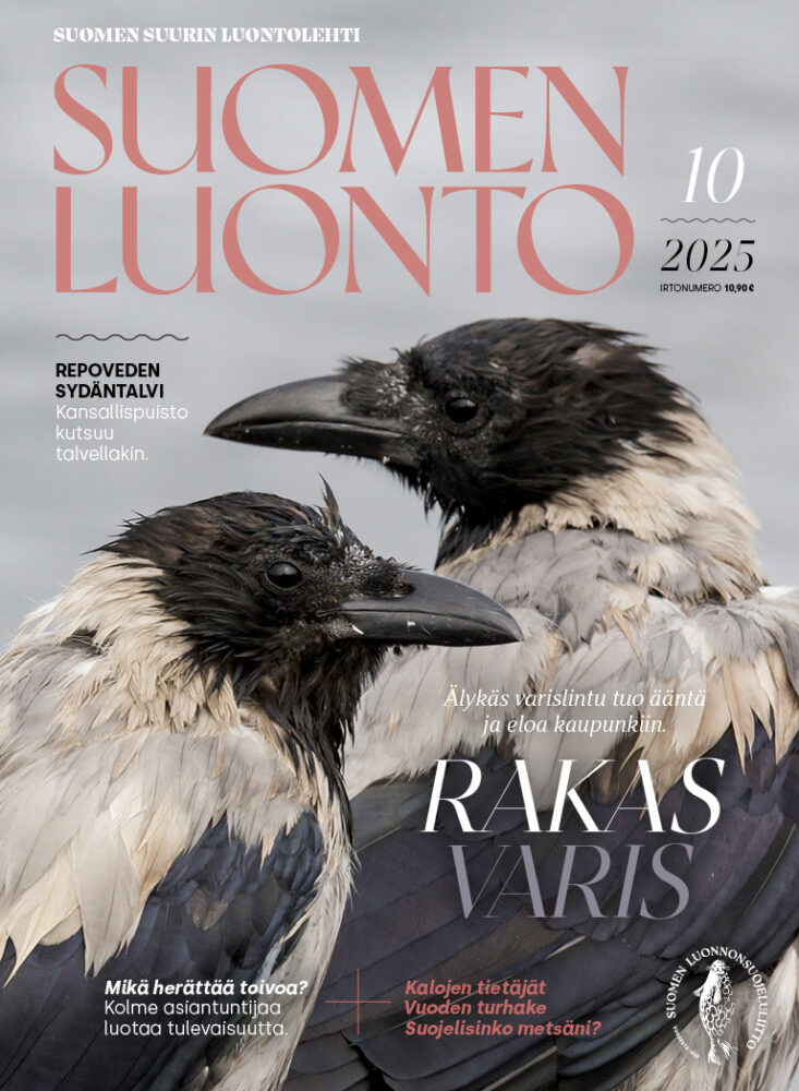 Suomen Luonto 10/2025