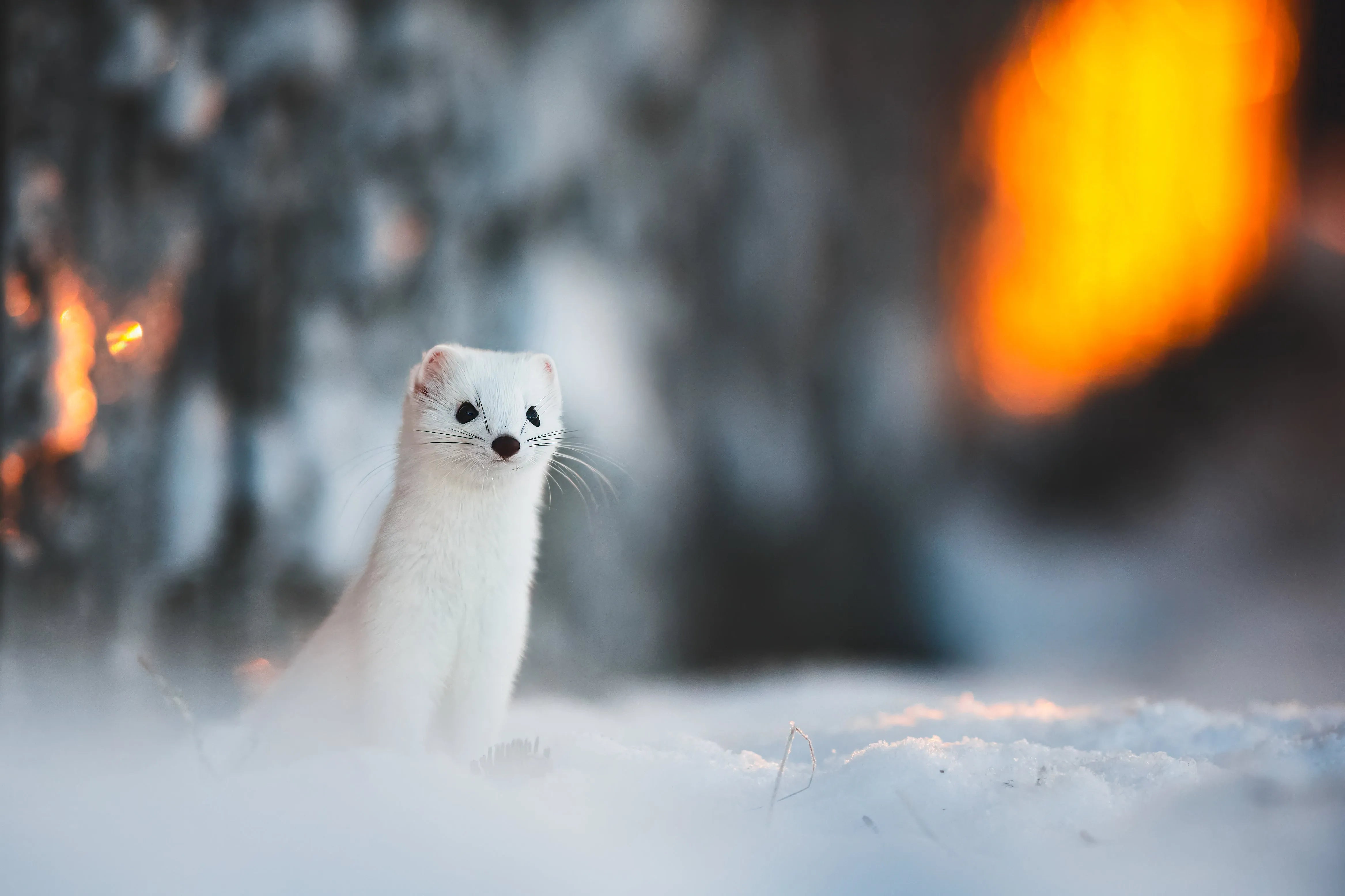 Kärppä -joulukortti