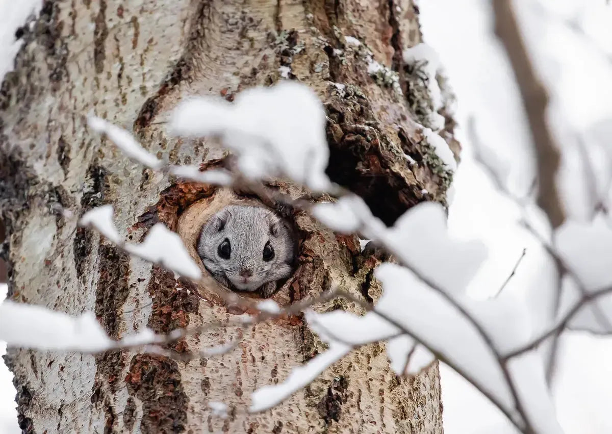Liito-orava -joulukortti-Joulukortit-Suomen luonnonsuojeluliiton Luontokauppa