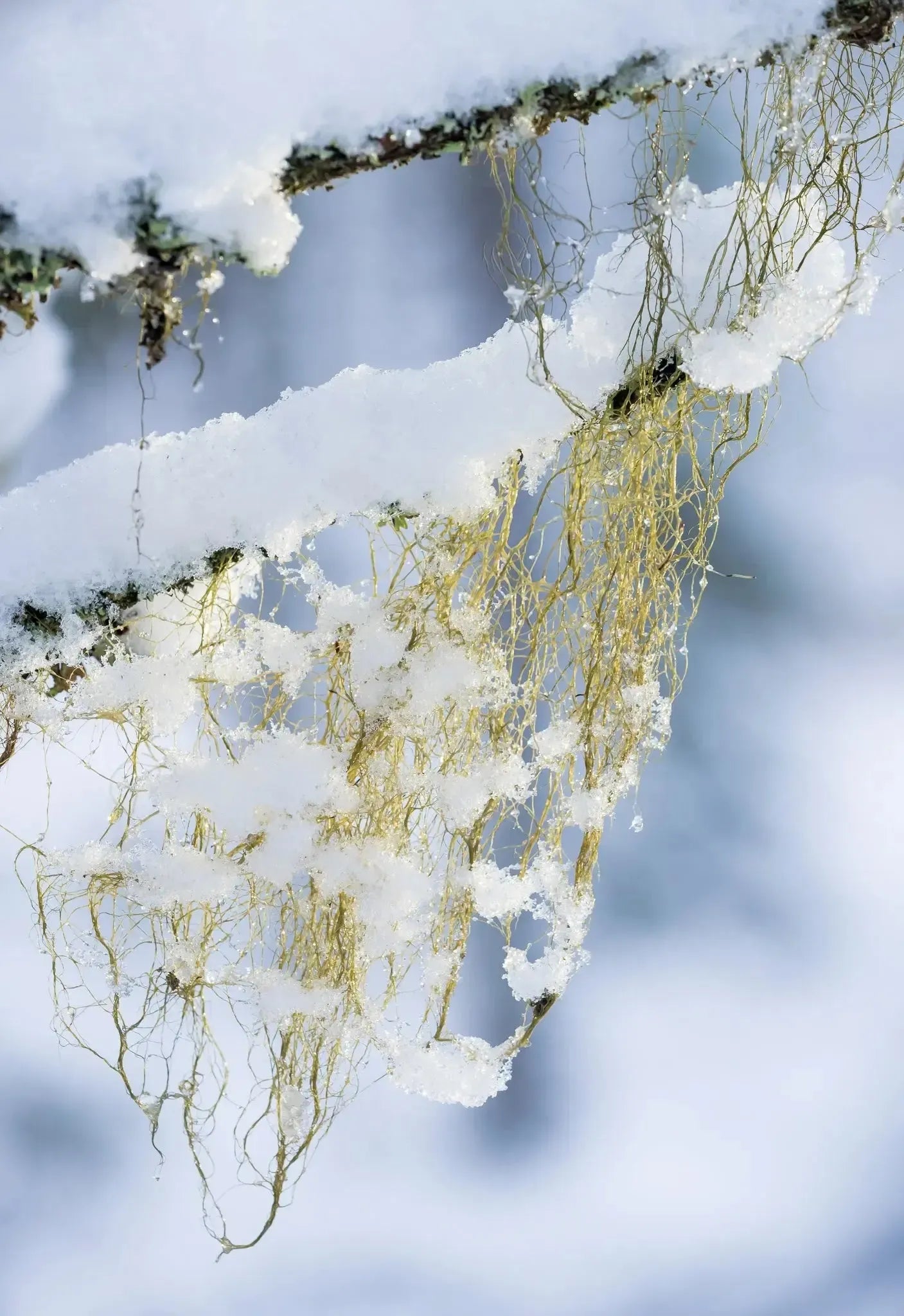 Naava -joulukortti-Joulukortit-Suomen luonnonsuojeluliiton Luontokauppa