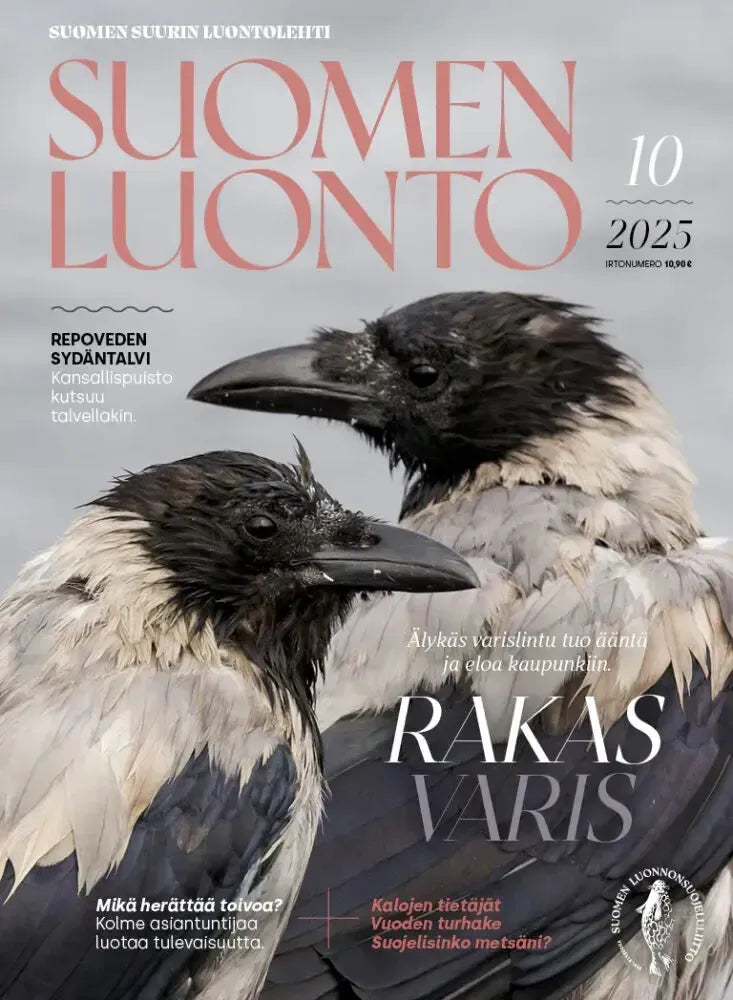 Suomen Luonto 10/2025-Suomen Luonto -lehti-Suomen luonnonsuojeluliiton Luontokauppa
