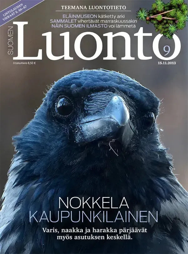 Suomen Luonto 9/2013-Suomen Luonto -lehti-Suomen luonnonsuojeluliiton Luontokauppa
