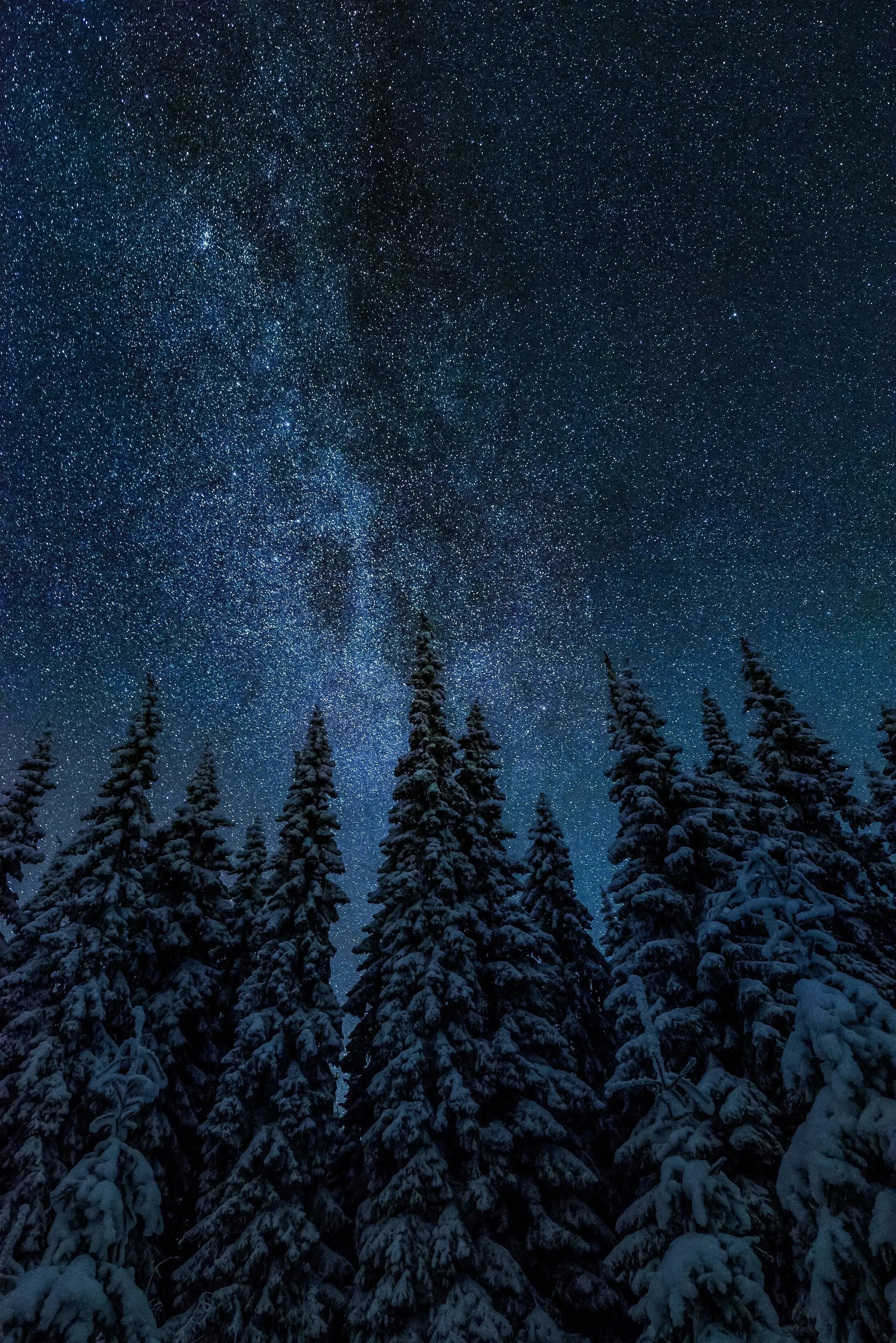 Talviyön loisto -joulukortti-Joulukortit-Suomen luonnonsuojeluliiton Luontokauppa