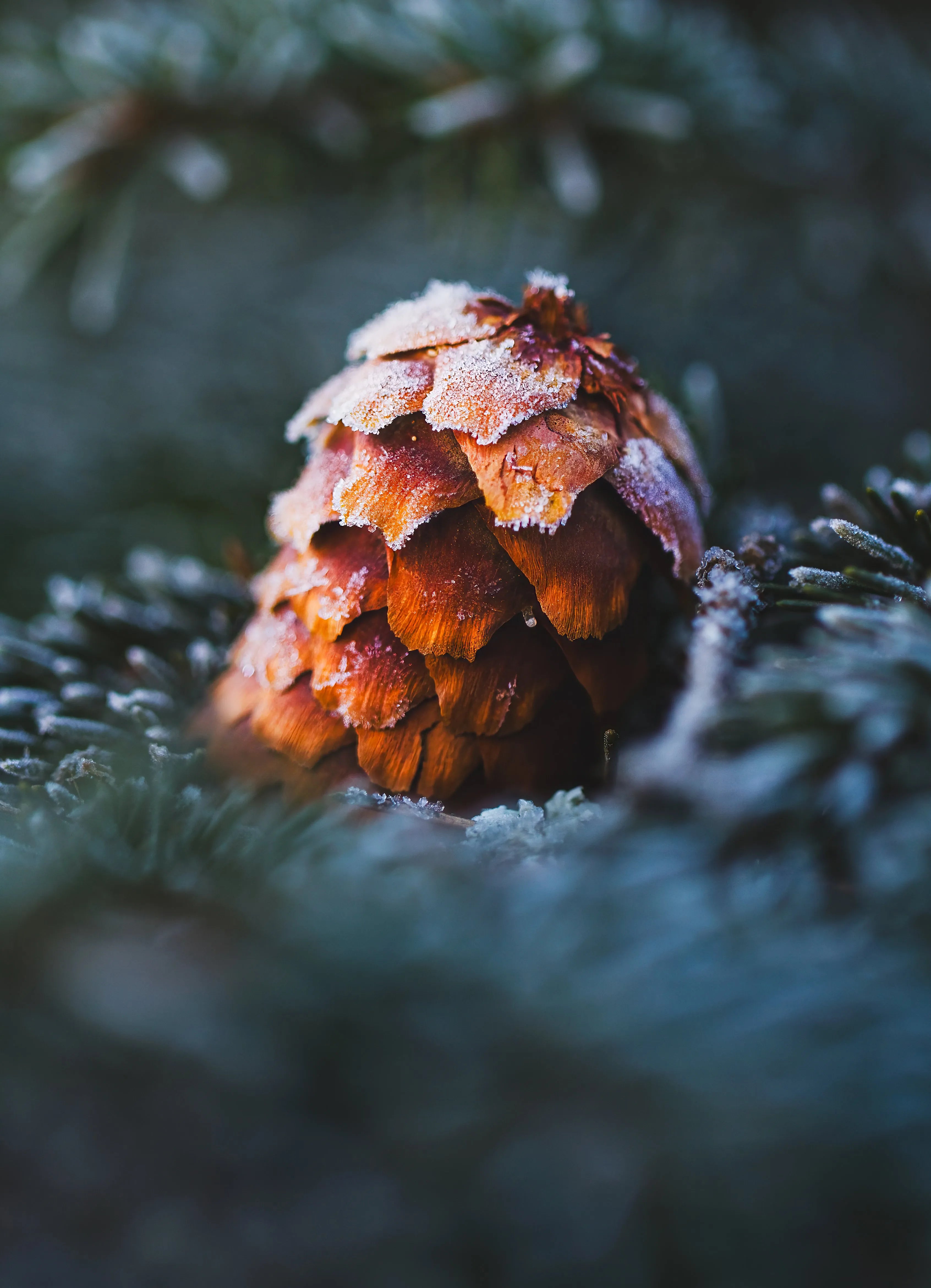 Kuurankäpy -joulukortti