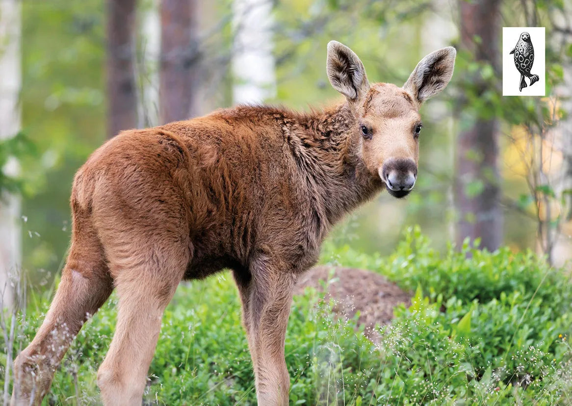 Hirvenvasa -postikortti-Luontoaiheiset postikortit-Suomen luonnonsuojeluliiton Luontokauppa
