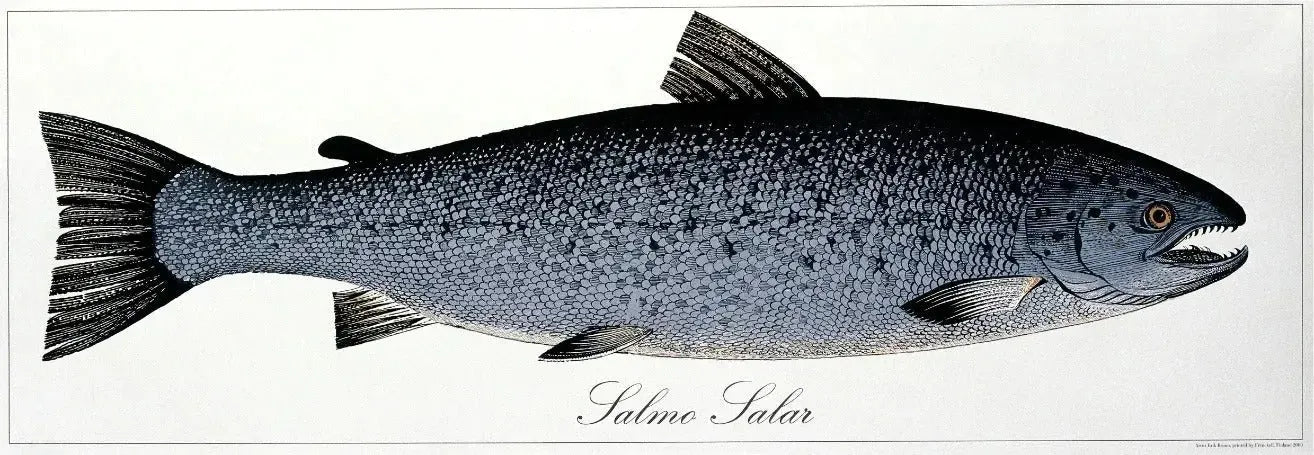 Lohijuliste-Erik Bruunin kuvittamat julisteet-Suomen luonnonsuojeluliiton Luontokauppa