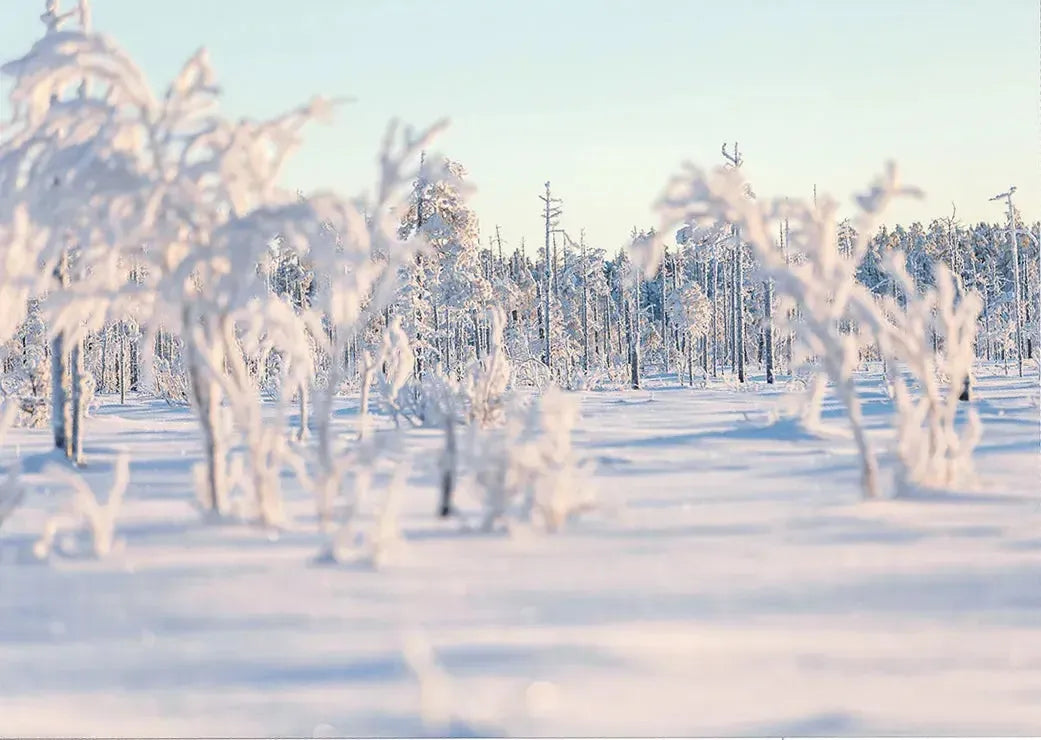 Patvinsuo -joulukortti-Joulukortit-Suomen luonnonsuojeluliiton Luontokauppa