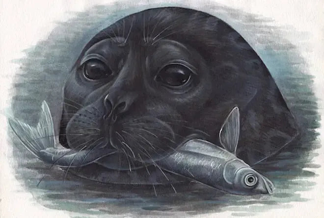 Saippa saimaannorppa - the Saimaa ringed seal-Lasten ja nuorten kirjat-Suomen luonnonsuojeluliiton Luontokauppa