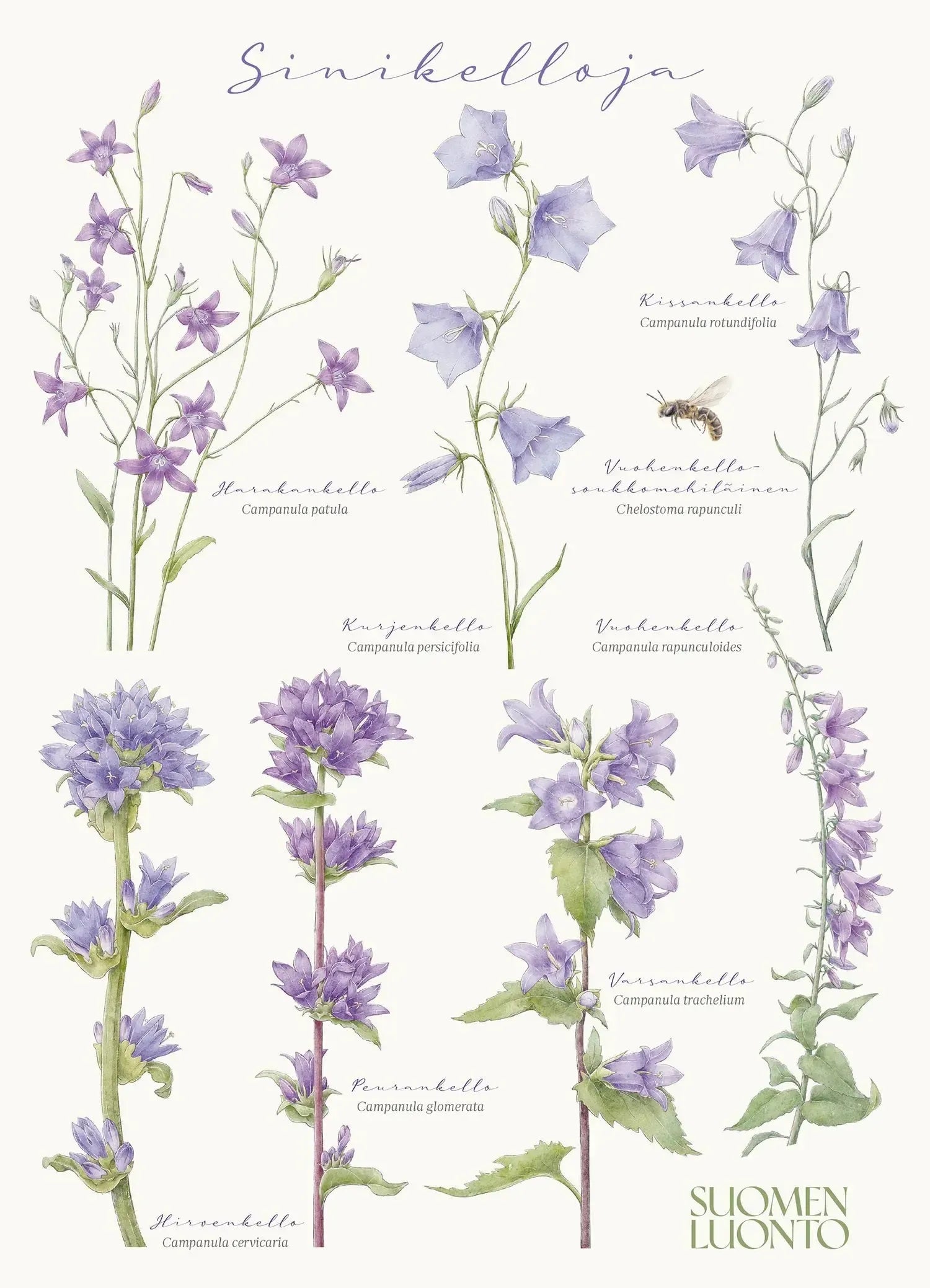 Sinikelloja -kukkataulu-Muut julisteet-Suomen luonnonsuojeluliiton Luontokauppa