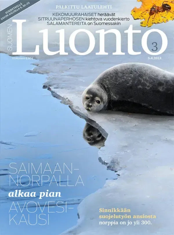 Suomen Luonto 3/2013-Suomen Luonto -lehti-Suomen luonnonsuojeluliiton Luontokauppa