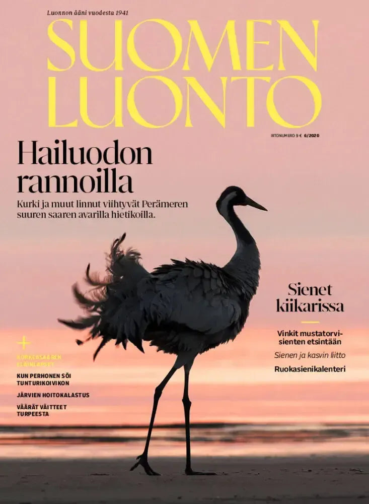Suomen Luonto 6/2020-Suomen Luonto -lehti-Suomen luonnonsuojeluliiton Luontokauppa